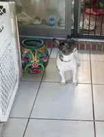 Harley, a female French Bulldog for sale in Saint Joseph, MO – 4 of 9