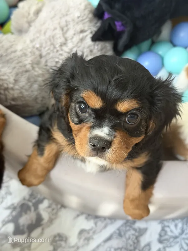 Duke – Cavalier King Charles Spaniel puppy for sale in Parker, CO