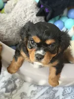 Duke, a male Cavalier King Charles Spaniel for sale in Parker, CO – 1 of 4