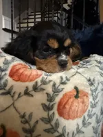 Duke, a male Cavalier King Charles Spaniel for sale in Parker, CO – 2 of 4