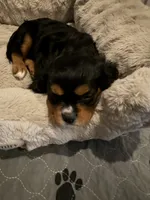 Duke, a male Cavalier King Charles Spaniel for sale in Parker, CO – 3 of 4