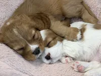 Teddy, a male Cavalier King Charles Spaniel for sale in Parker, CO – 2 of 3