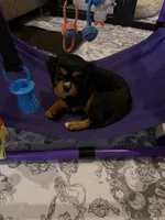 Duke, a male Cavalier King Charles Spaniel for sale in Parker, CO – 4 of 4