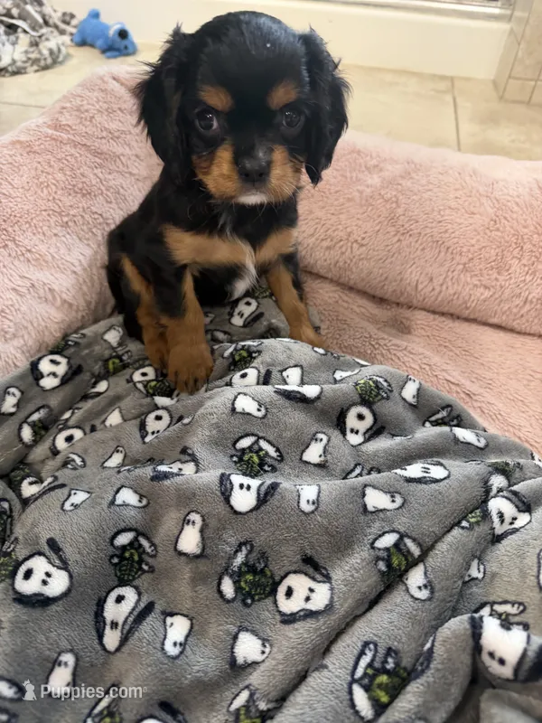 Duchess – Cavalier King Charles Spaniel puppy for sale in Parker, CO