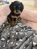 Duchess, a female Cavalier King Charles Spaniel for sale in Parker, CO – 1 of 3