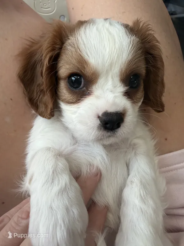 Princess – Cavalier King Charles Spaniel puppy for sale in Parker, CO