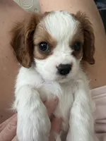 Princess, a female Cavalier King Charles Spaniel for sale in Parker, CO – 1 of 4