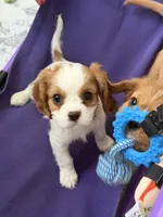 Princess, a female Cavalier King Charles Spaniel for sale in Parker, CO – 2 of 4