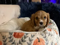 Teddy, a male Cavalier King Charles Spaniel for sale in Parker, CO – 3 of 3
