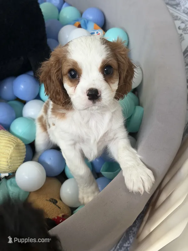 Prince – Cavalier King Charles Spaniel puppy for sale in Parker, CO