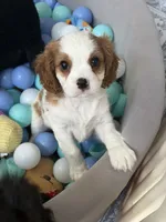 Prince, a male Cavalier King Charles Spaniel for sale in Parker, CO – 1 of 2