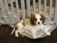 Prince, a male Cavalier King Charles Spaniel for sale in Parker, CO – 2 of 2