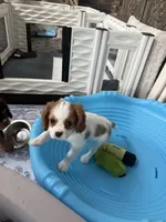 Princess, a female Cavalier King Charles Spaniel for sale in Parker, CO – 3 of 4