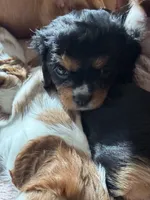 Duchess, a female Cavalier King Charles Spaniel for sale in Parker, CO – 3 of 3