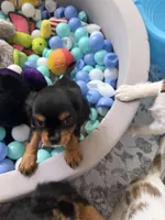 Duchess, a female Cavalier King Charles Spaniel for sale in Parker, CO – 2 of 3