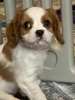 Princess, a female Cavalier King Charles Spaniel for sale in Parker, CO – 4 of 4