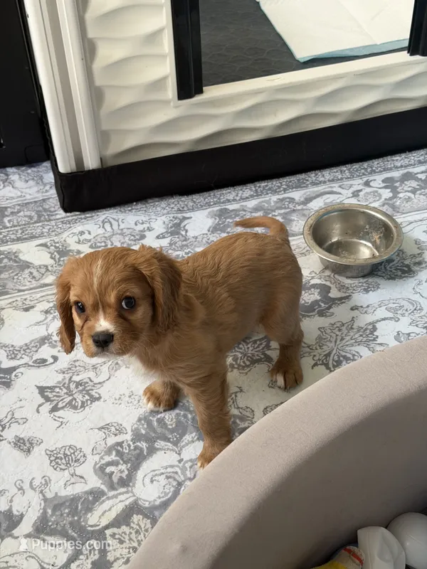 Teddy – Cavalier King Charles Spaniel puppy for sale in Parker, CO