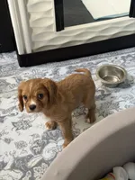 Teddy, a male Cavalier King Charles Spaniel for sale in Parker, CO – 1 of 3