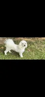 Chocolate , a female Peekapoo for sale in Hodge, LA – 4 of 5