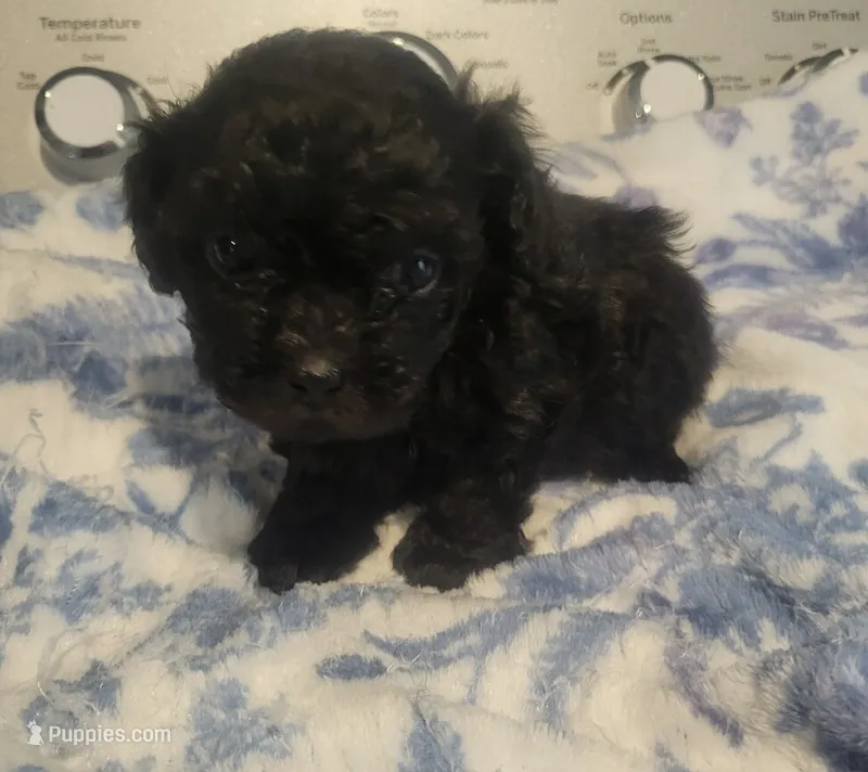 King – Peekapoo, Poodle - Toy  puppy for sale in Hodge, LA