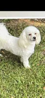 Chocolate , a female Peekapoo for sale in Hodge, LA – 5 of 5