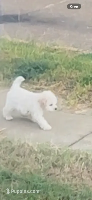 Dance – Peekapoo, Poodle - Toy  puppy for sale in Hodge, LA