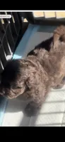 Chocolate , a female Peekapoo for sale in Hodge, LA – 2 of 5