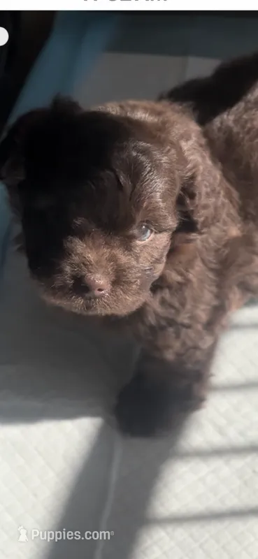 Chocolate  – Peekapoo puppy for sale in Hodge, LA