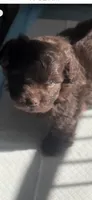 Chocolate , a female Peekapoo for sale in Hodge, LA – 1 of 5