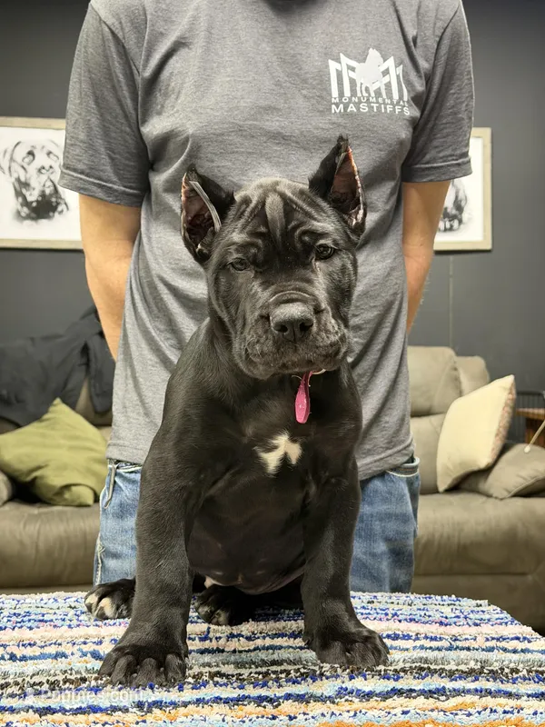 Dark Pink Collar Female, a female Mastiff and Cane Corso for sale in Bloomingdale, OH – Photo 1 of 1