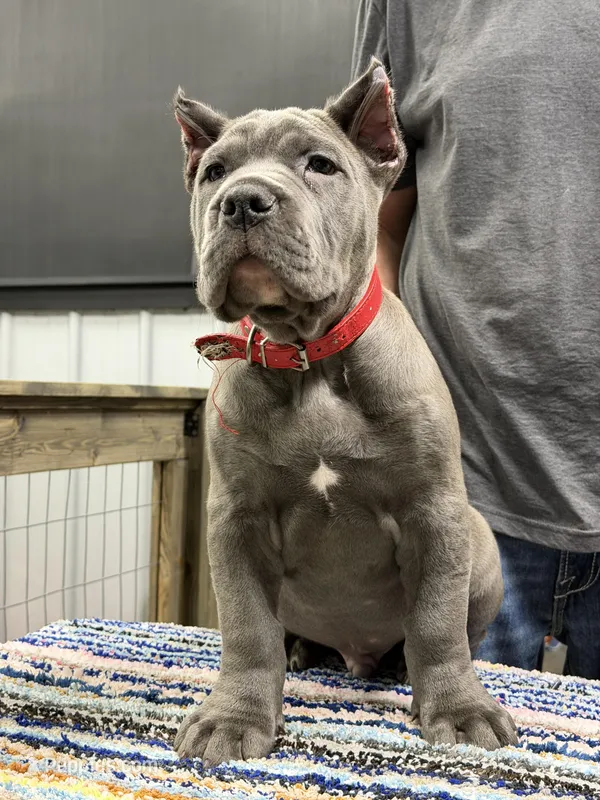 Red Collar Male , a male Mastiff and Cane Corso for sale in Bloomingdale, OH – Photo 1 of 1