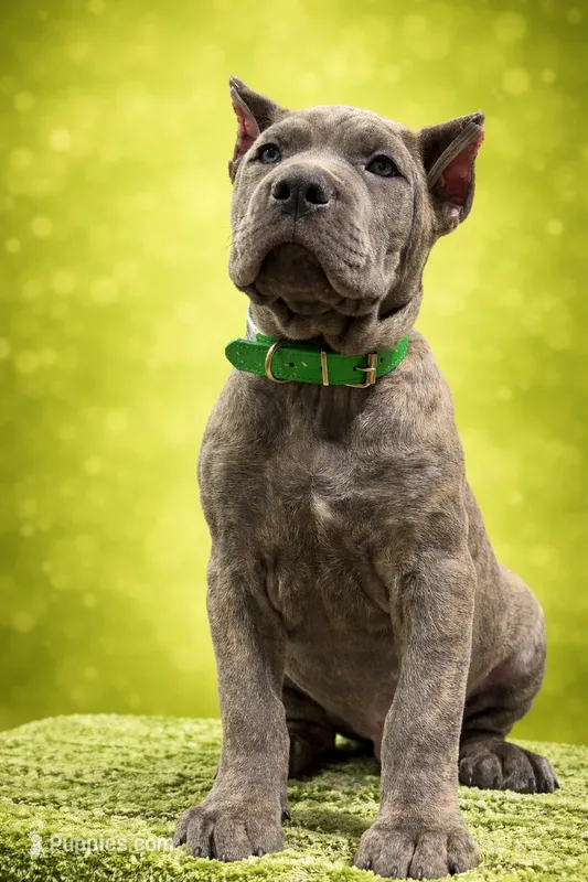 Lime Green Collar Male, a male Mastiff and Cane Corso for sale in Bloomingdale, OH – Photo 1 of 1