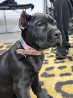 Light Pink Collar Female , a female Mastiff and Cane Corso for sale in Bloomingdale, OH – Photo 3 of 3