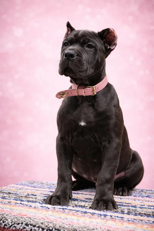 Light Pink Collar Female , a female Mastiff and Cane Corso for sale in Bloomingdale, OH – Photo 1 of 3