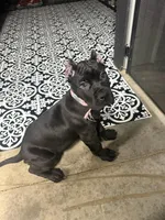 Light Pink Collar Female , a female Mastiff and Cane Corso for sale in Bloomingdale, OH – Photo 2 of 3