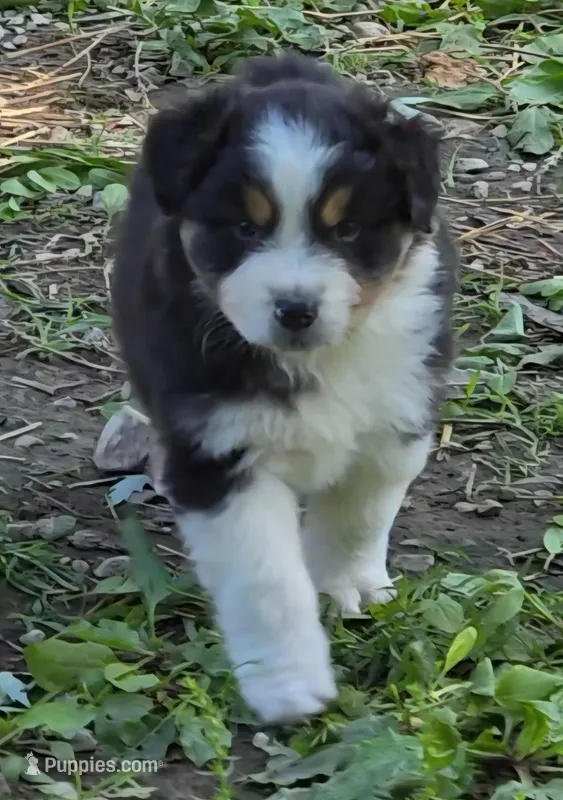 Quill – Australian Shepherd puppy for sale in Clinton, MO