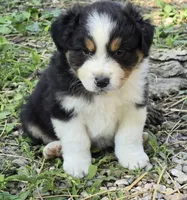Quill, a male Australian Shepherd for sale in Clinton, MO – Photo 1 of 2