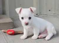 Sno, a male Chihuahua for sale in Clinton, MO – 2 of 3