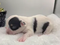 Opal, a female Chihuahua for sale in Clinton, MO – Photo 2 of 3