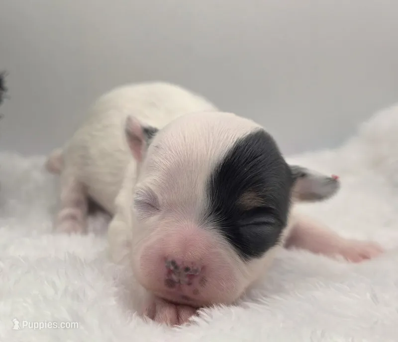 Opal, a female Chihuahua for sale in Clinton, MO – Photo 1 of 3