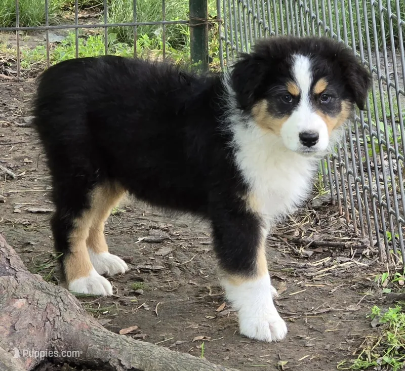 Quinn – Australian Shepherd puppy for sale in Clinton, MO