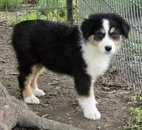 Quinn, a female Australian Shepherd for sale in Clinton, MO – 1 of 3