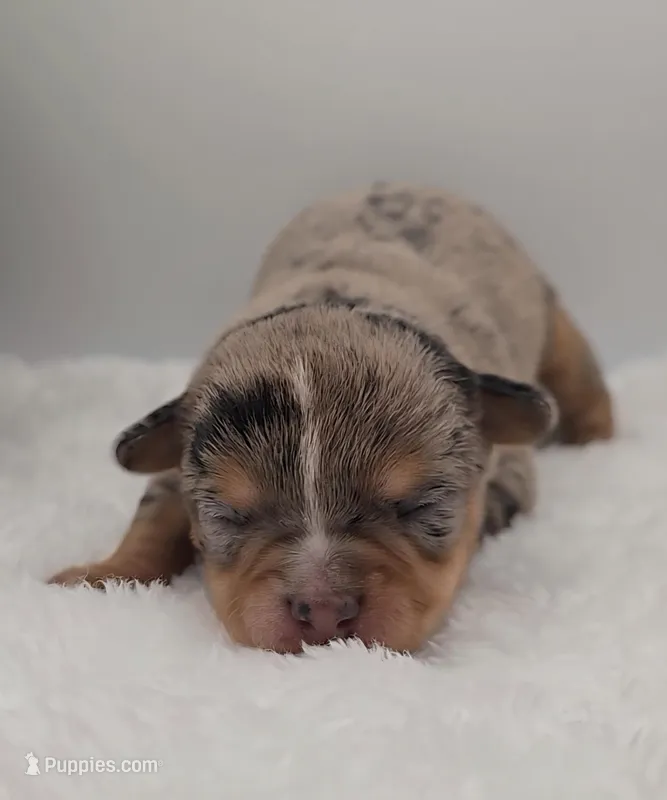 Odin, a male Chihuahua for sale in Clinton, MO – Photo 1 of 3