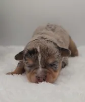 Odin, a male Chihuahua for sale in Clinton, MO – Photo 1 of 3