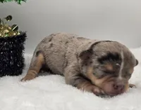 Odin, a male Chihuahua for sale in Clinton, MO – Photo 2 of 3