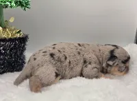 Odin, a male Chihuahua for sale in Clinton, MO – Photo 3 of 3