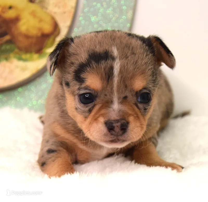 Odin – Chihuahua puppy for sale in Clinton, MO