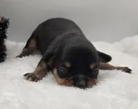 Opie, a male Chihuahua for sale in Clinton, MO – Photo 2 of 3