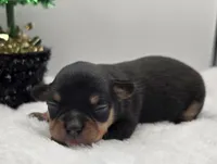 Opie, a male Chihuahua for sale in Clinton, MO – Photo 3 of 3