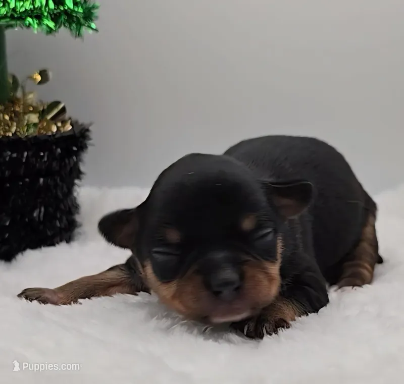 Opie, a male Chihuahua for sale in Clinton, MO – Photo 1 of 3